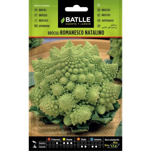 BATLLE SOBRES HORT. BROCULI ROMANESCU C/10 BATLLE