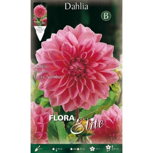 BATLLE BLISTER BULBOS PRIMAVERA DALIAS 1 und AGRICOLAS